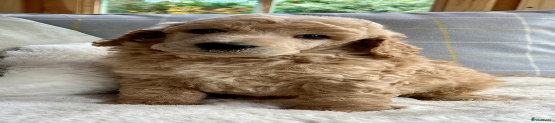 Standard Poodle Puppy 2