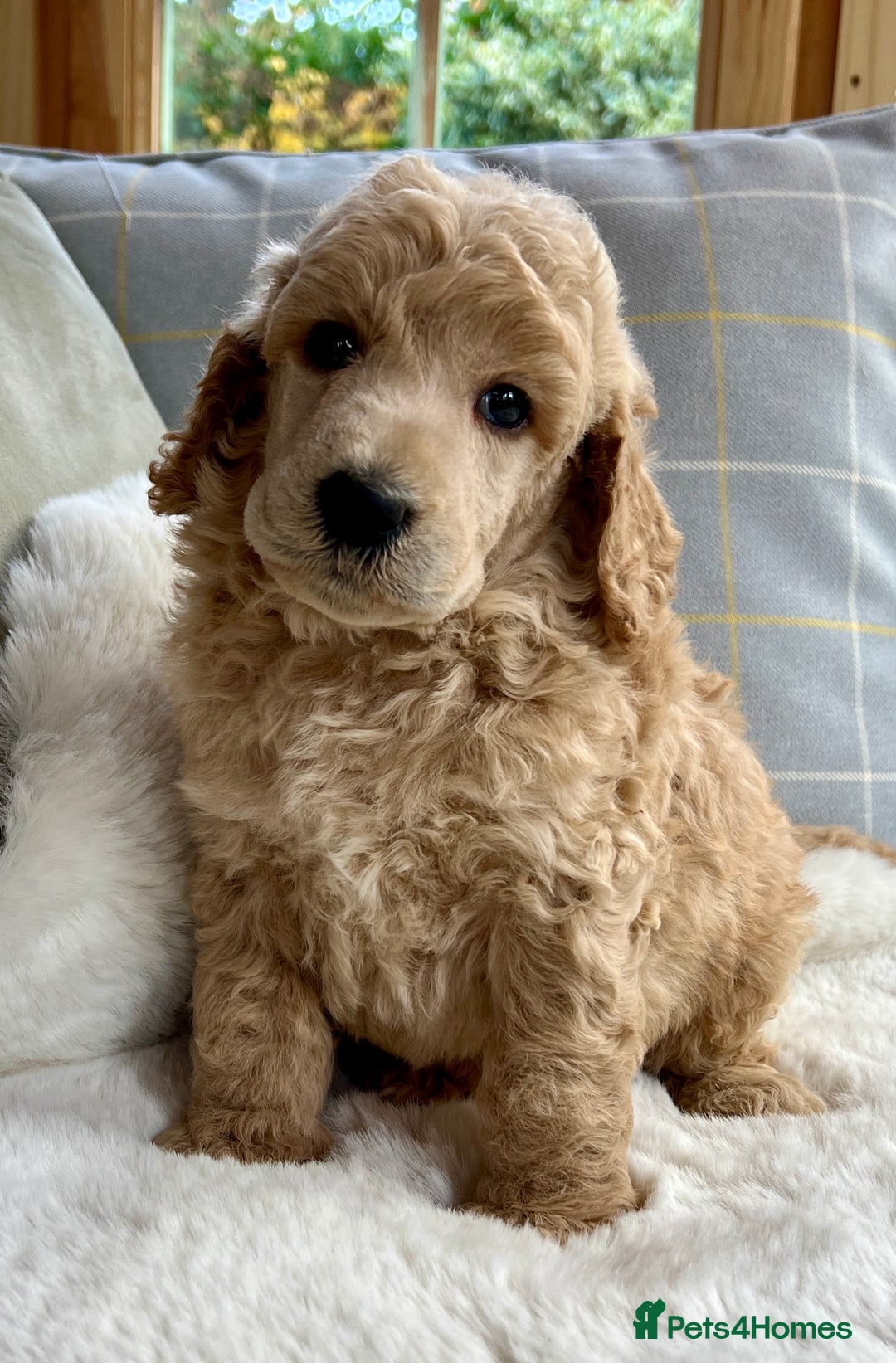 Standard Poodle dogs for sale: KC reg standard poodles  - Image 8
