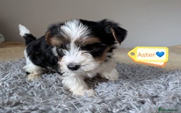 Yorkshire Terrier dogs for adoption: 💙🐶 YORKIE CROSS (BIEWER) PUPPIES 🐶💙 - Image 8