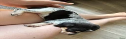 Jackshund dogs for sale: 4 Beautiful Male Jackhaunds   - Advert 16