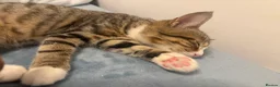 Mixed Breed cats for sale: tabby kitten for Adoption - Advert 19