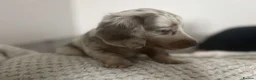 Miniature Dachshund dogs for sale: Stunning Long-Haired Miniature Dachshund Puppies  in Oldham - Advert 4