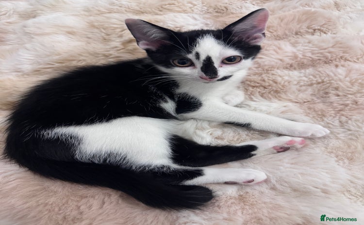 Domestic Shorthair cats - Advert 2