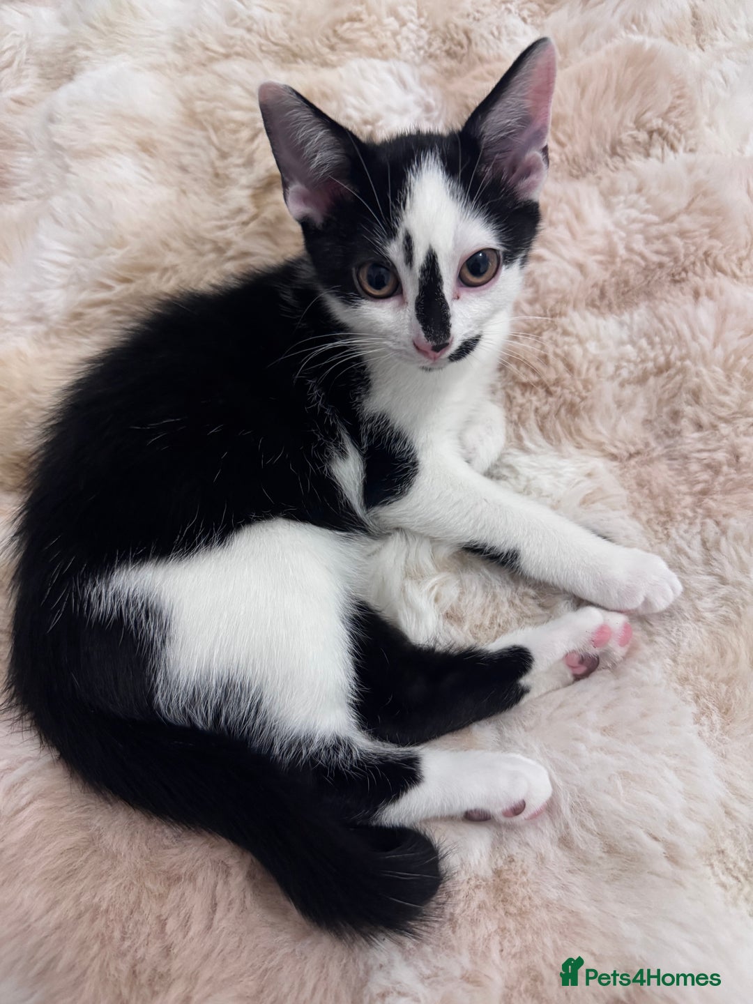 Domestic Shorthair cats for sale: Playful domestic shorthair kitten  - Image 1