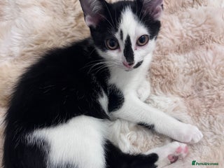 Domestic Shorthair cats - Advert 4