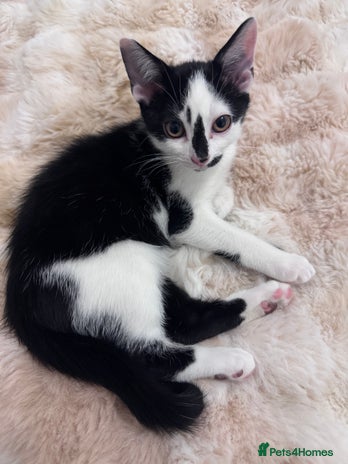 Domestic Shorthair cats - Advert 10