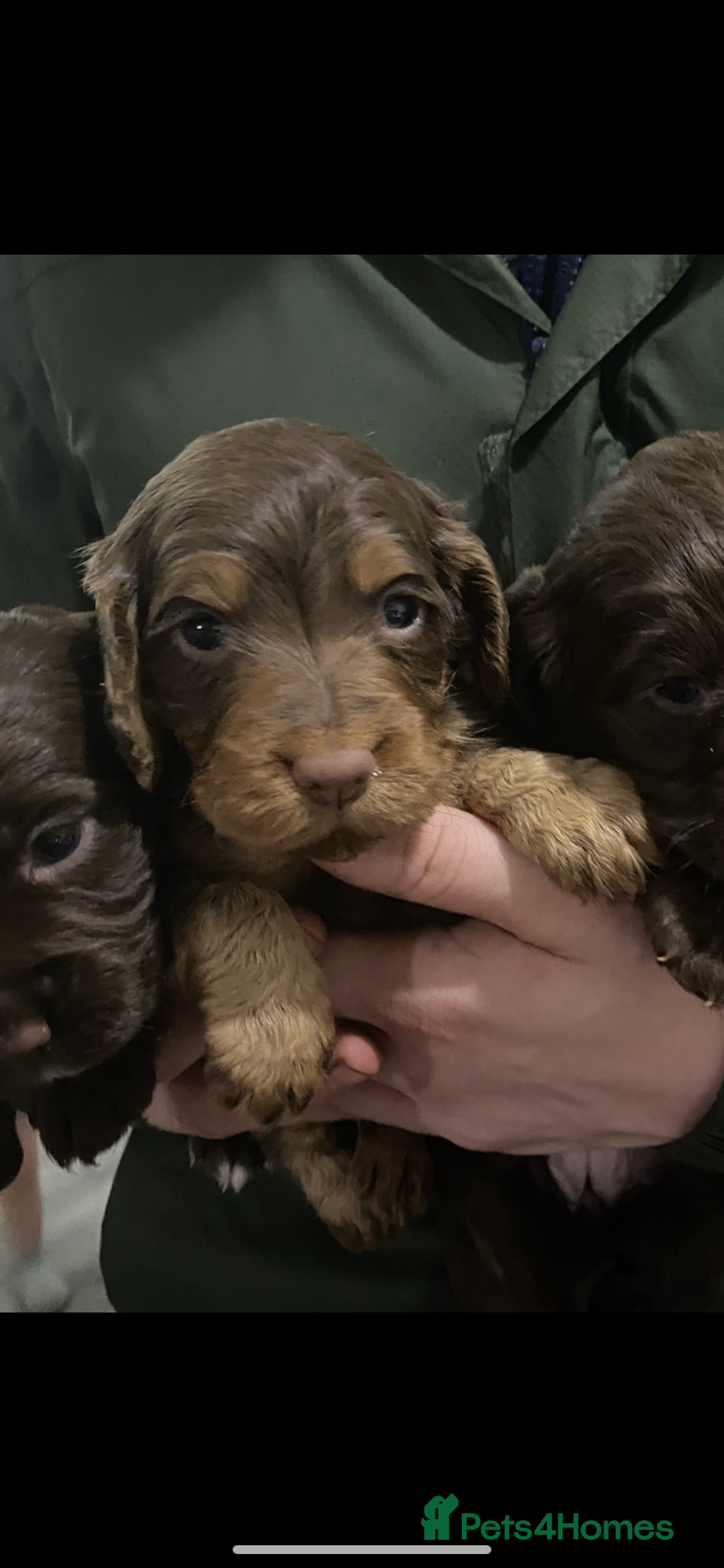 Cocker Spaniel dogs for sale: Cocker spaniel puppies for sale  - Advert 17