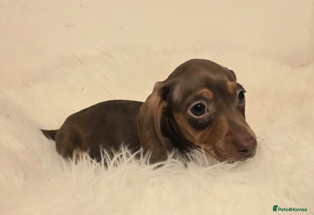 Miniature Dachshund dogs for sale: REDUCED LITTER KC REG mini Daxi  - Image 18