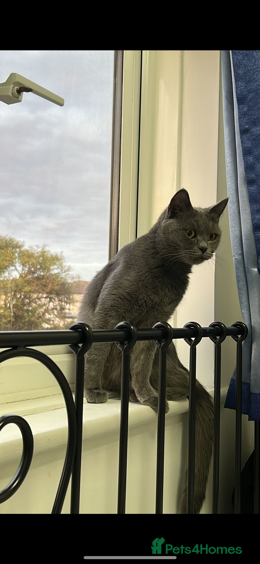 British Shorthair cats for sale: 🐾15 Weeks Old -British Shorthair Mix Kittens 🐾 - Image 5