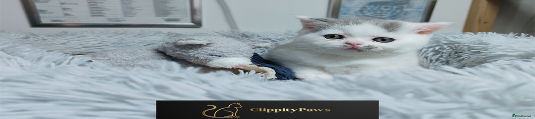 British Shorthair Kitten 3