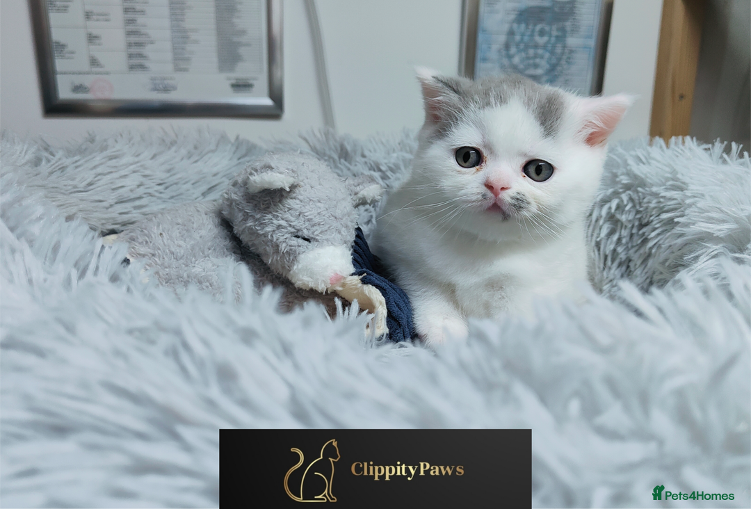 British Shorthair cats for sale: GCCF registered chunky British Shorthair kittens  - Image 10