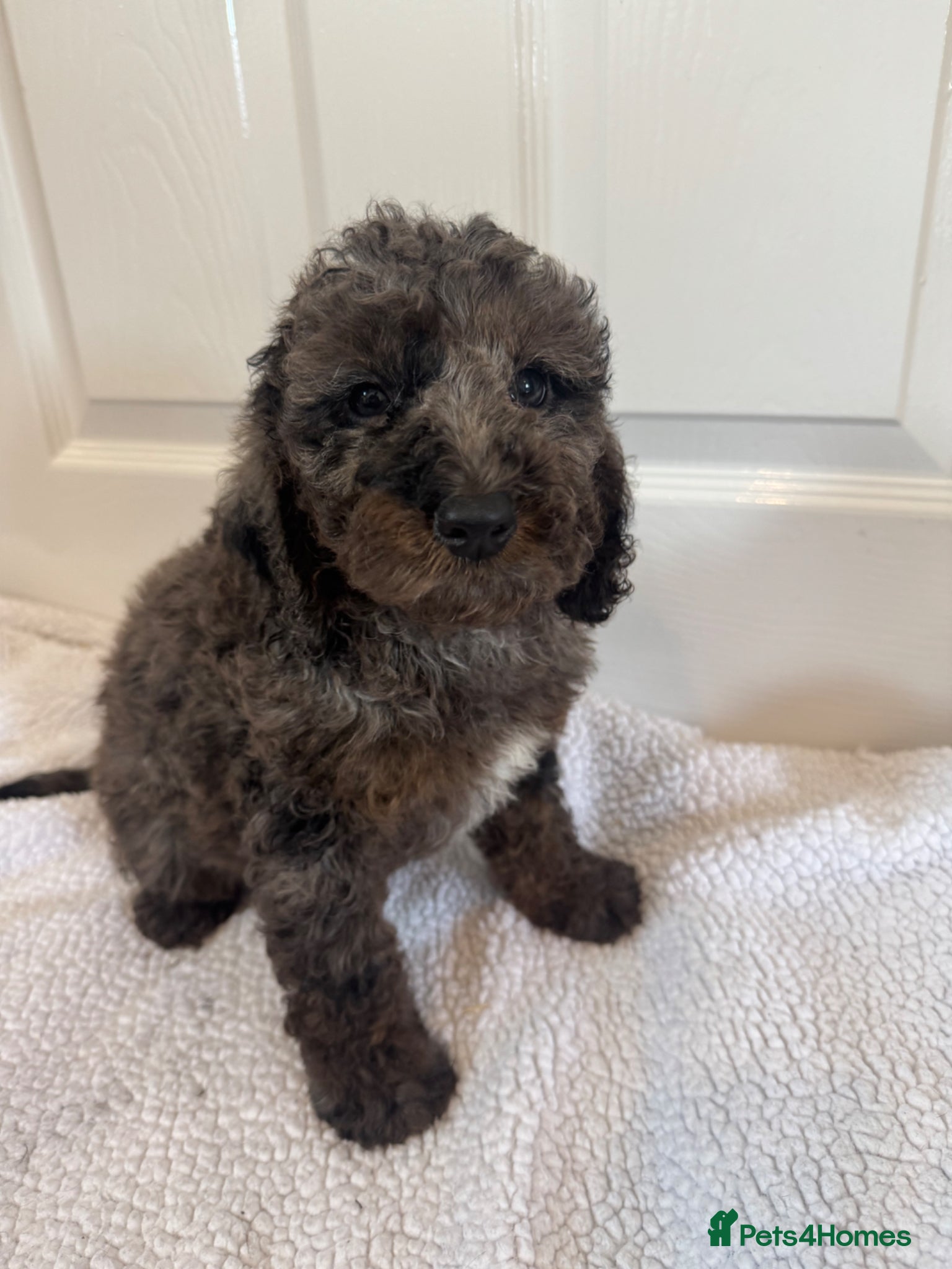 Cockapoo dogs F1 cockapoos  - Advert 3