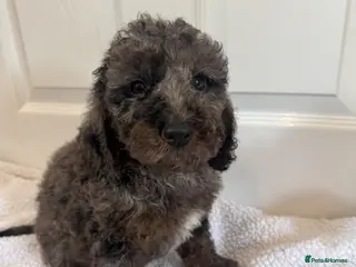 Cockapoo dogs F1 cockapoos - Advert 3