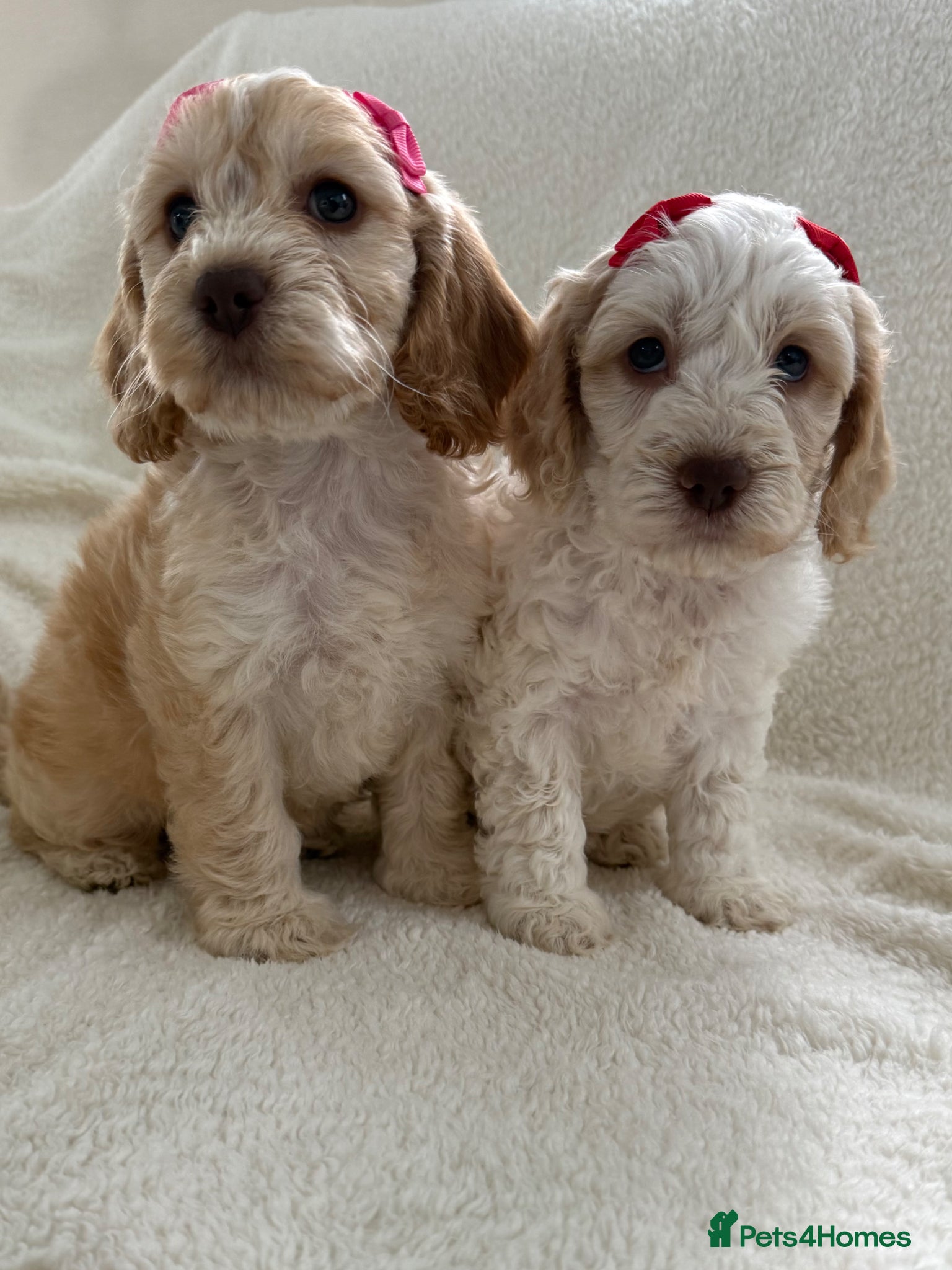 Cockapoo dogs  F1 cockapoo  puppies READY TO GO SOON ❤️ - Advert 16
