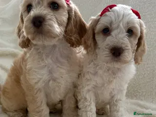 Cockapoo dogs F1 cockapoo puppies READY TO GO SOON ❤️ - Advert 9