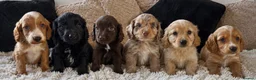 Cockapoo dogs for sale: Stunning cockapoos  - Advert 2