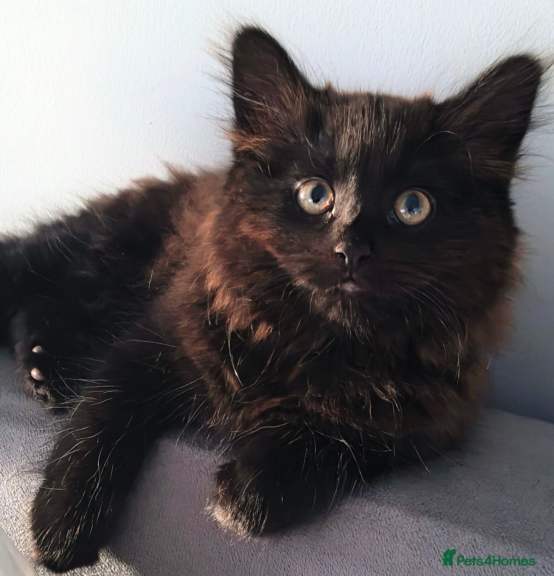 Mixed Breed cats Little cuties - Advert 1