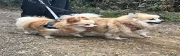 Pomeranian dogs for sale: Pomeranian male - Advert 3