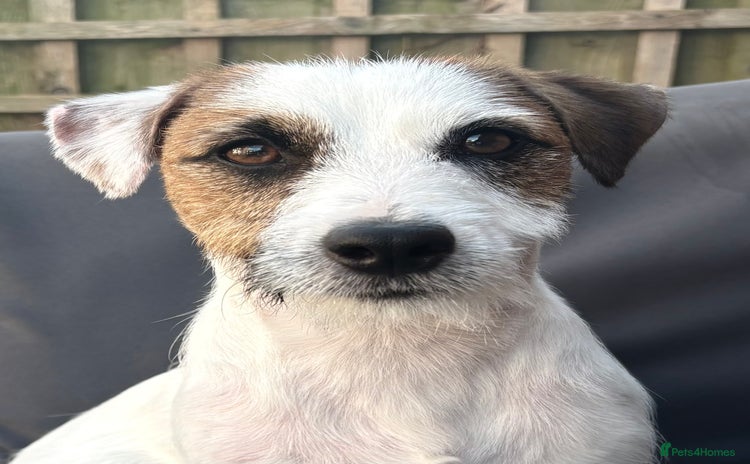 Jack Russell dogs - Advert 4