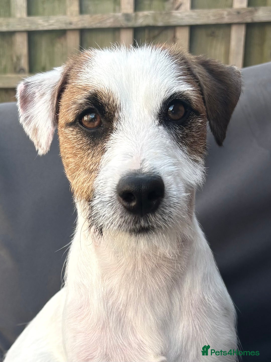 Jack Russell dogs for sale: 13 month KC reg Jack Russell Terrier boy - Image 1