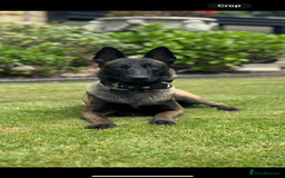 Belgian Shepherd Dog dogs for stud: Belgian Malinois Stud Male FCI - Image 9