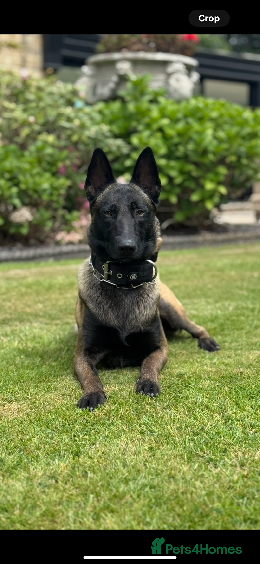Belgian Shepherd Dog dogs for stud: Belgian Malinois Stud Male FCI - Image 9