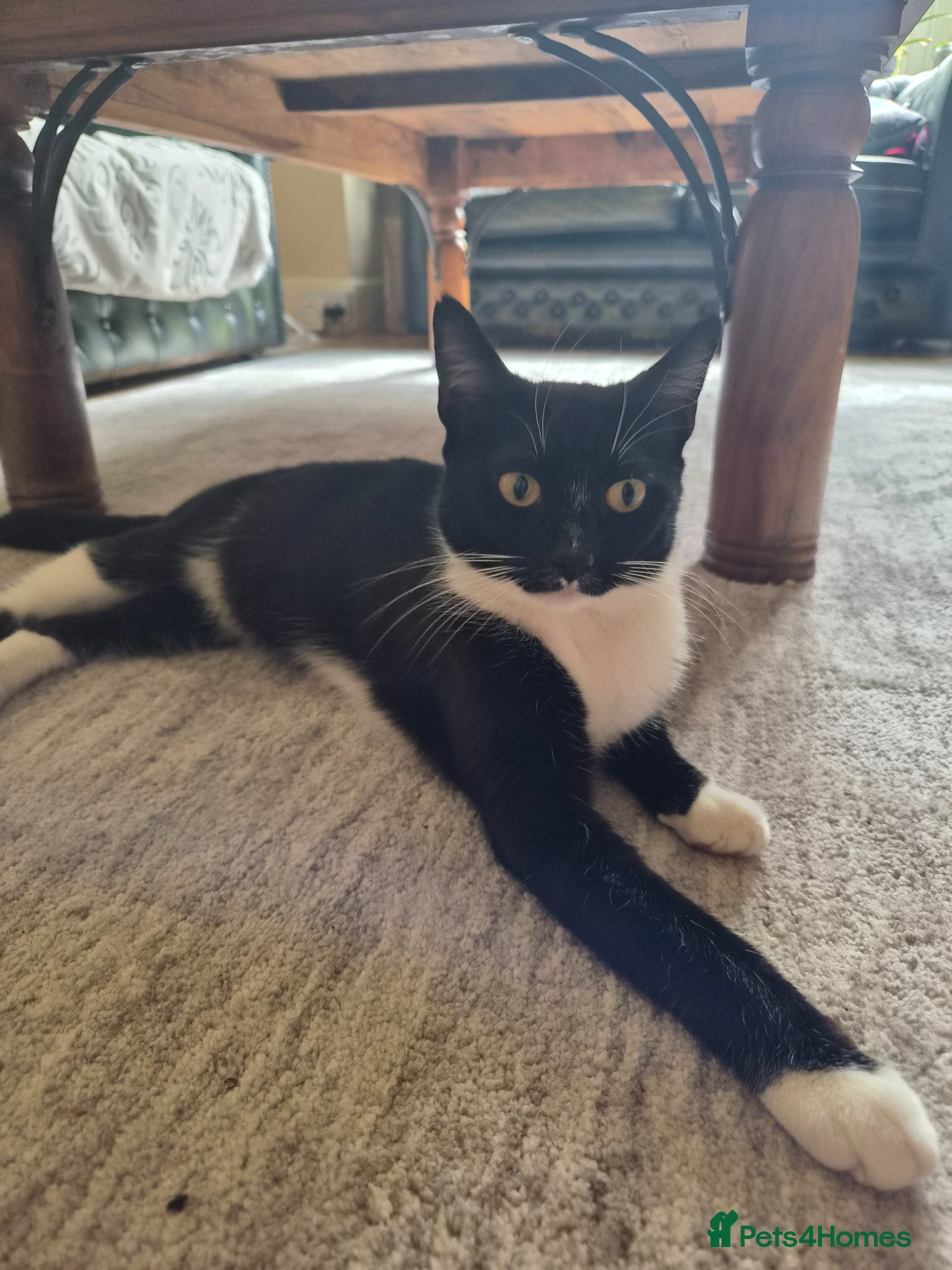 Mixed Breed cats We have 2 beautiful boys for a new home.  - Advert 4