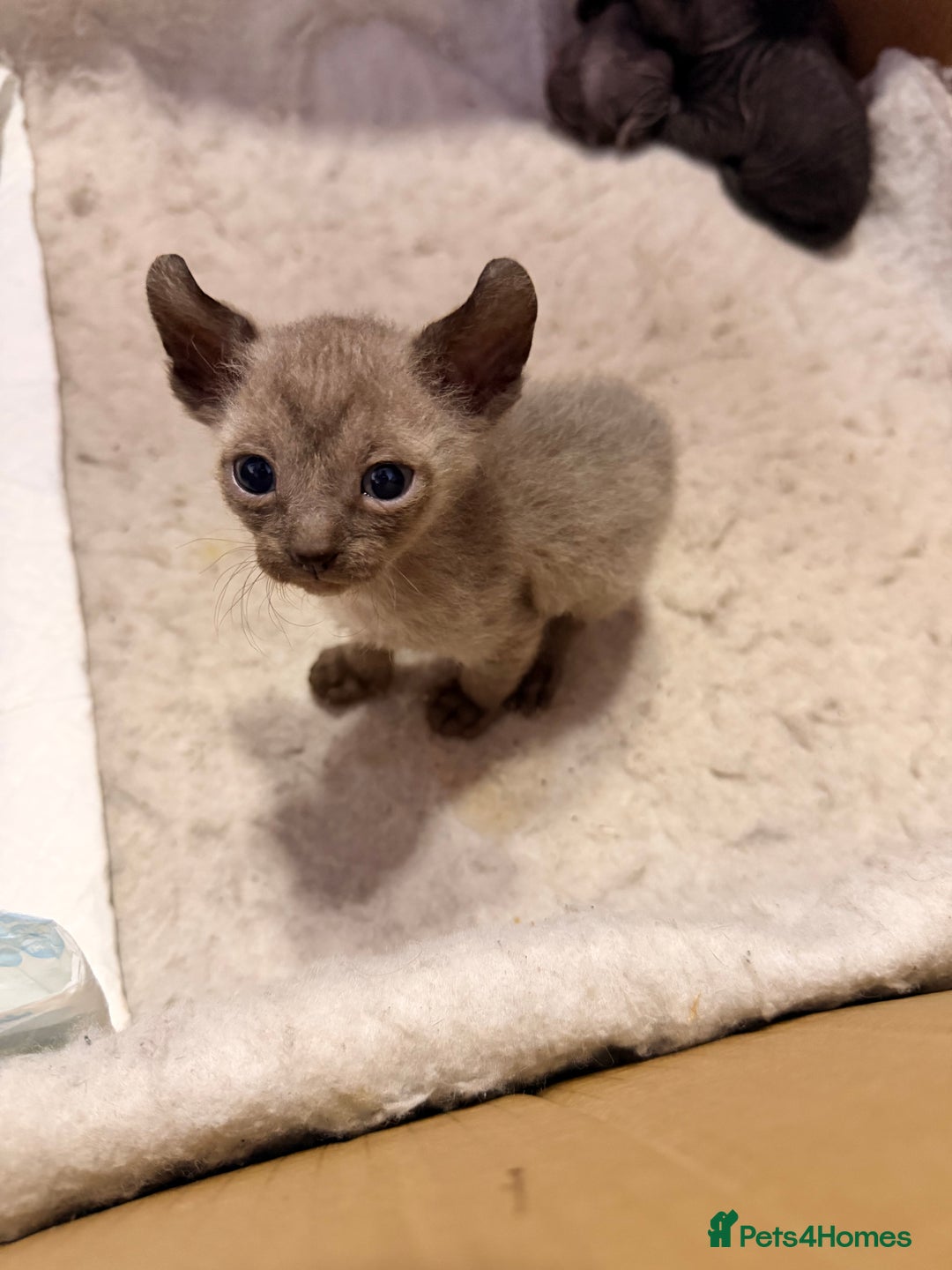 Sphynx cats for sale: Beautiful Sphynx and Elf kittens 🐾🩵🩷 - Advert 15