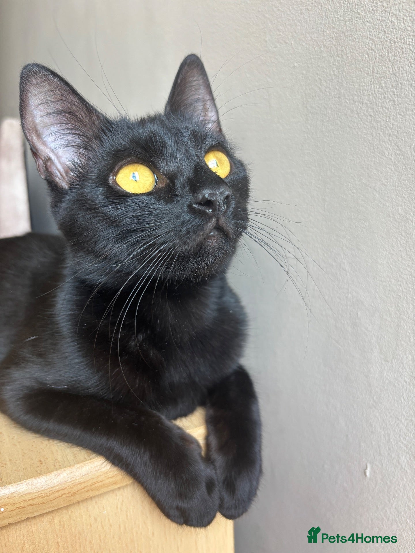 Mixed Breed cats Free to a good home - Advert 1