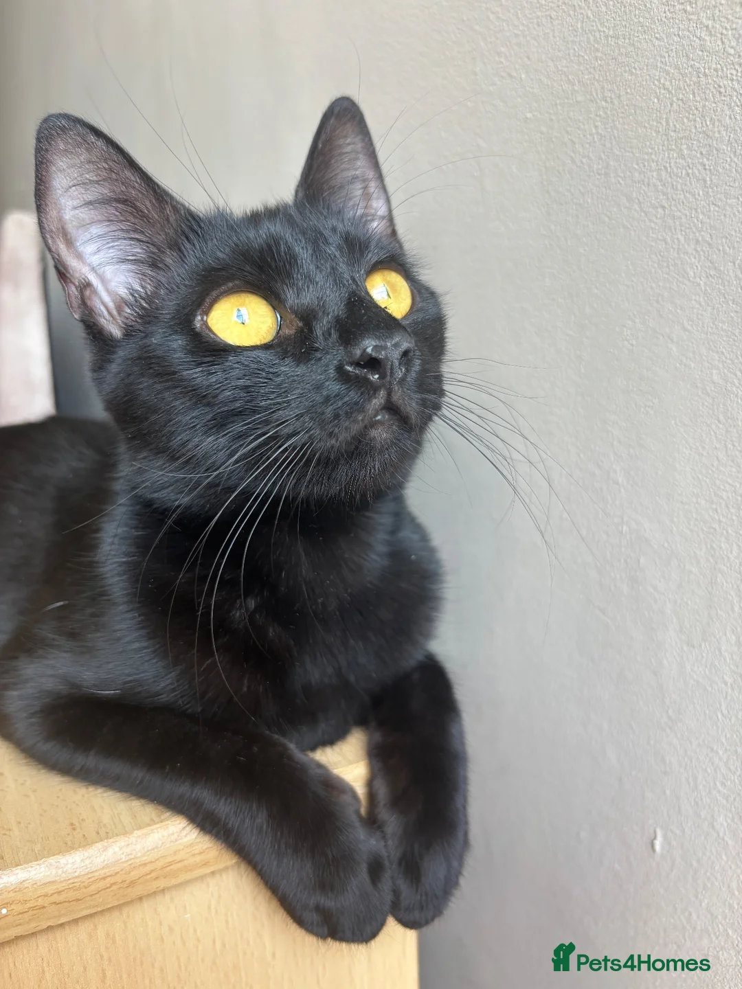 Mixed Breed cats for sale:  Eleven  - Advert 1