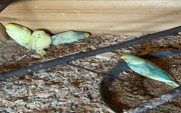 Budgerigars birds for sale: BEAUTIFUL BABY BUDGIES FOR SALE - Image 9