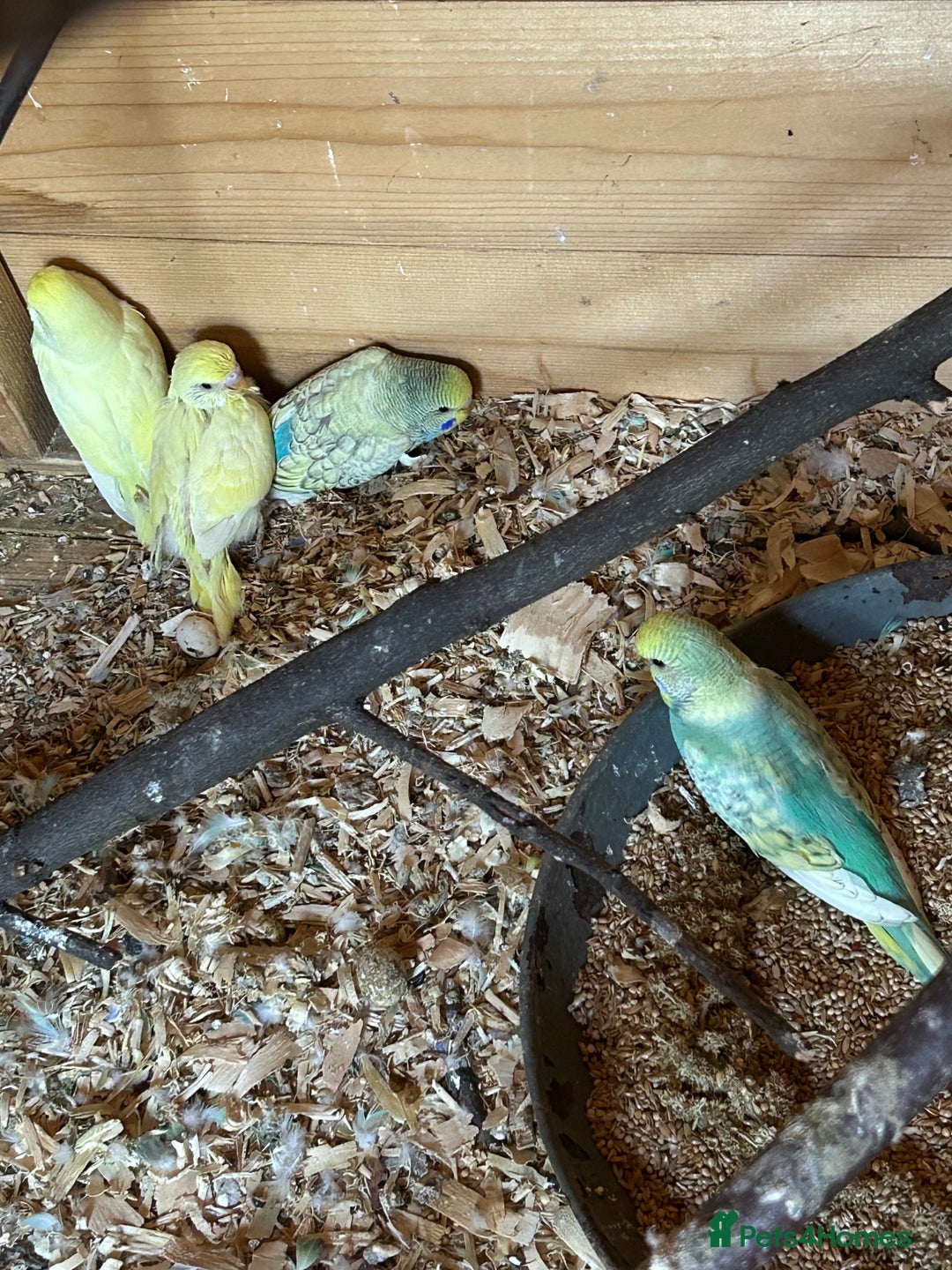 Budgerigars birds for sale: BEAUTIFUL BABY BUDGIES FOR SALE - Image 9