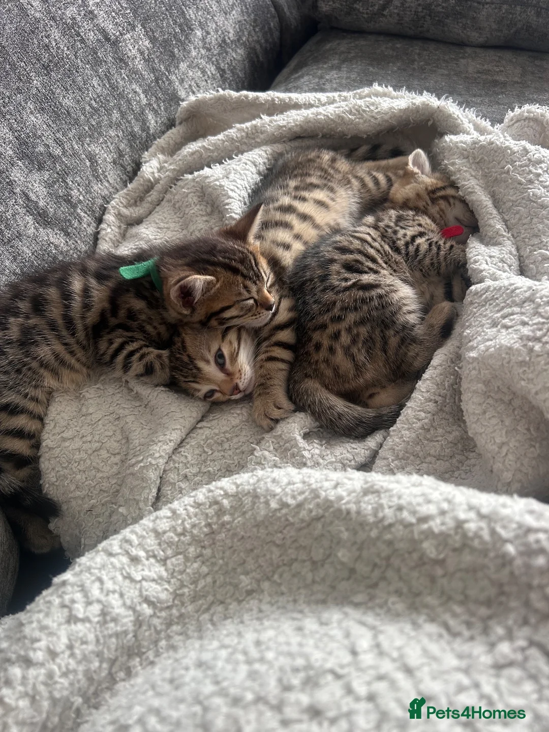 Mixed Breed cats for sale: 2 beautiful bengal x American shorthair kittens in Burnham-on-Crouch - Advert 6