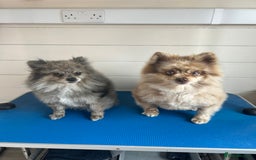 Pomeranian dogs for sale: 2 x pomeranians - Image 3