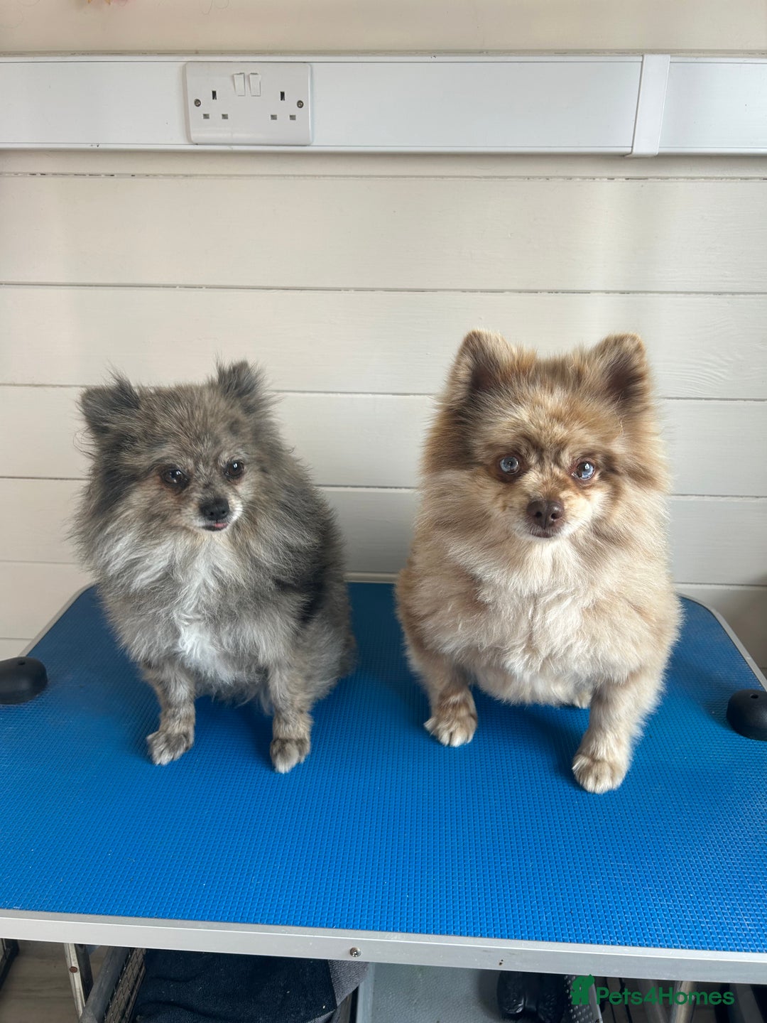 Pomeranian dogs for sale: 2 x pomeranians - Image 3