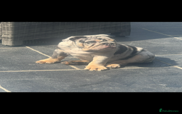English Bulldog dogs for sale: Grey Merle male english bulldog puppy - Image 33