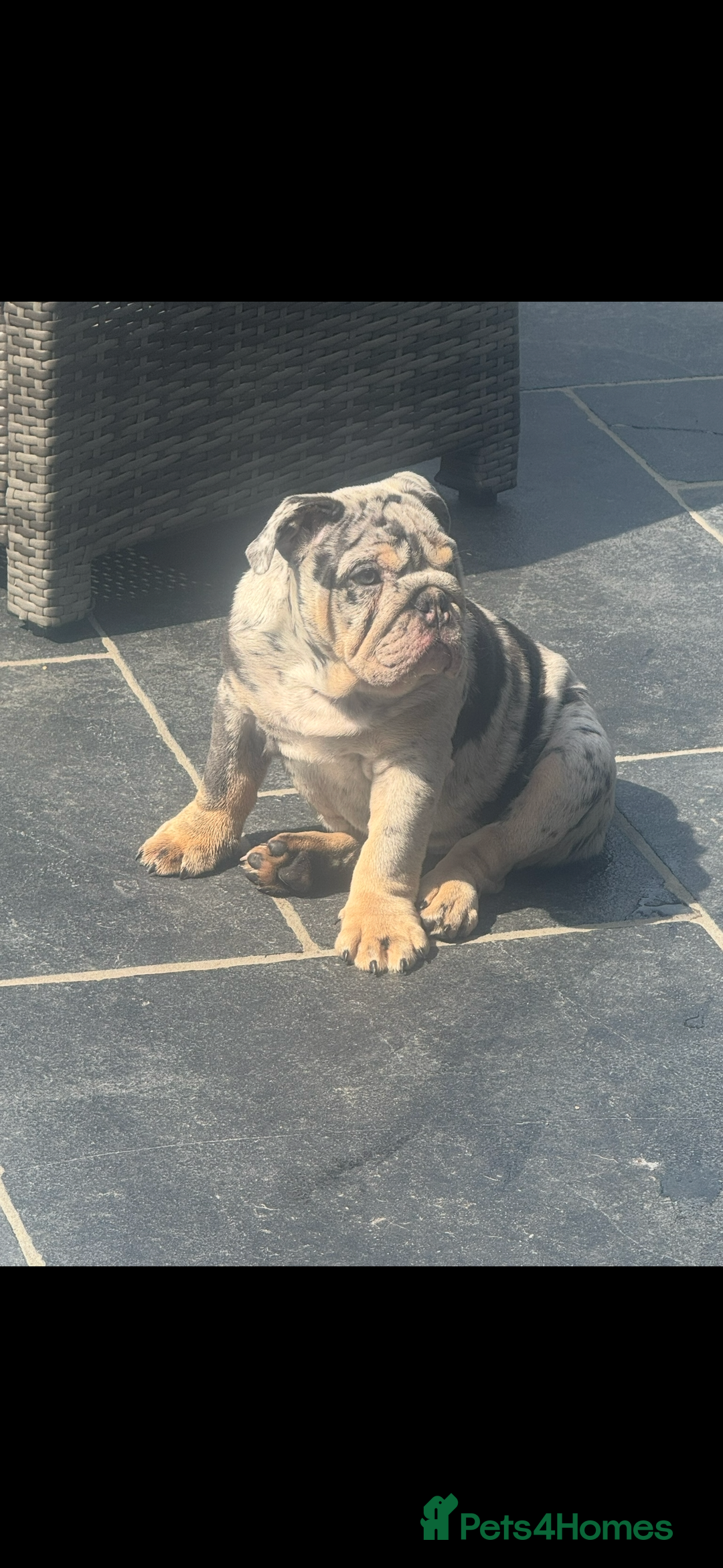 English Bulldog dogs for sale: Grey Merle male english bulldog puppy - Image 33