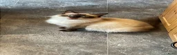 Ragdoll cats for sale: Beautiful seal point ragdoll - Advert 6