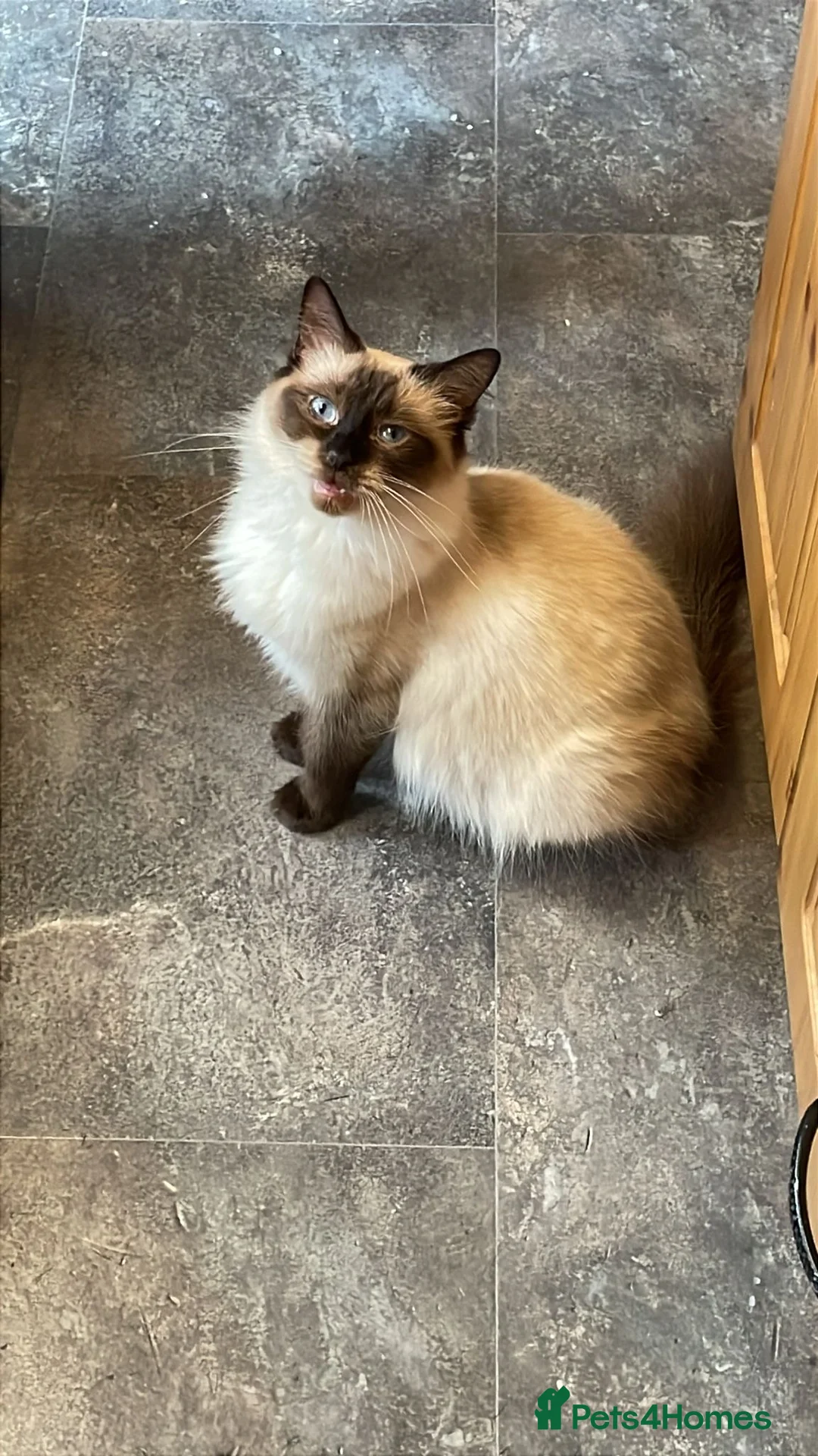 Ragdoll cats for sale: Beautiful seal point ragdoll - Advert 6