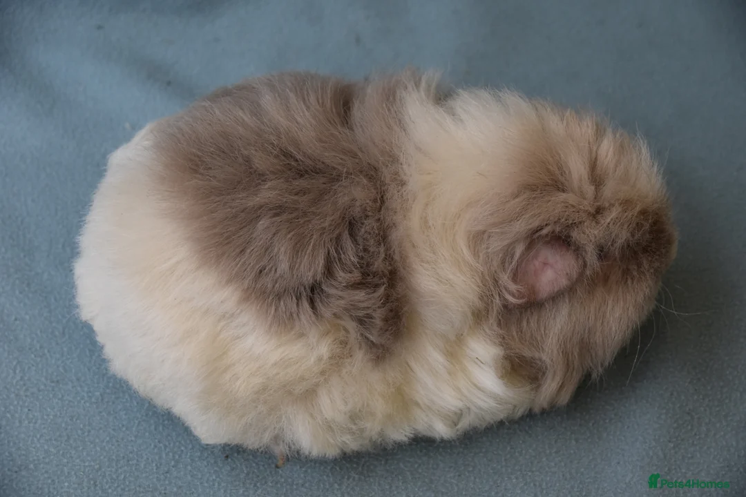 Guinea Pig rodents for sale: Longhared guinea pigs sows (2-3.5 years old) - Advert 16