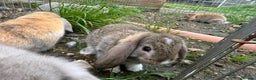 Mini Lop rabbits for sale: Beautiful mini mop babies ready  - Advert 3
