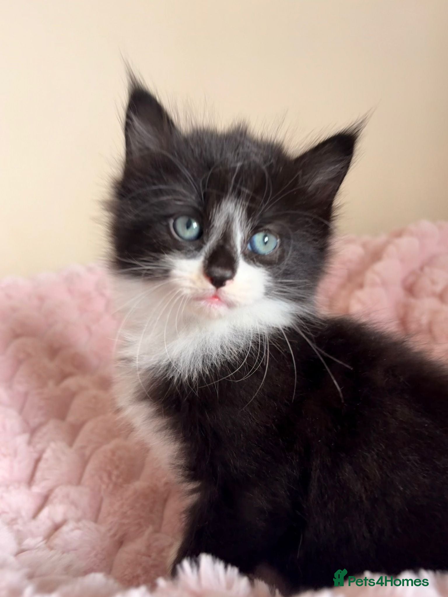 Mixed Breed cats Fluffy Kittens Maine Coon Cross  - Advert 10