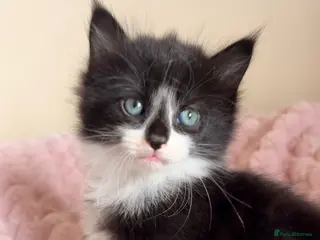 Mixed Breed cats Fluffy Kittens Maine Coon Cross - Advert 10