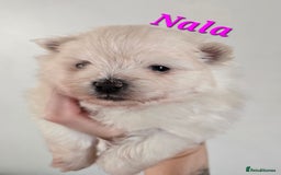 Mixed Breed dogs for sale: F1 Maltipom puppies from health tested parents  - Image 3