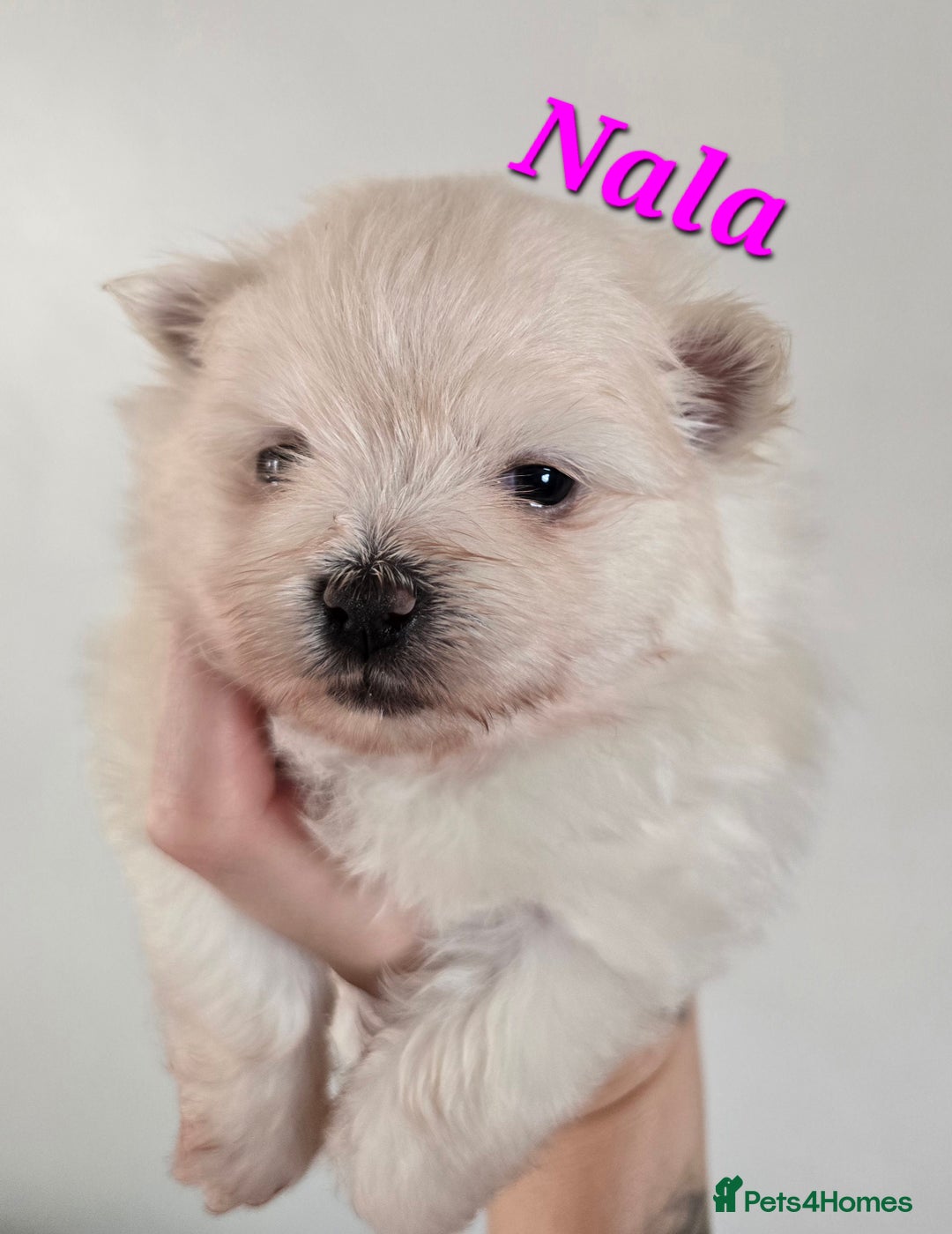 Mixed Breed dogs for sale: F1 Maltipom puppies from health tested parents  - Image 3