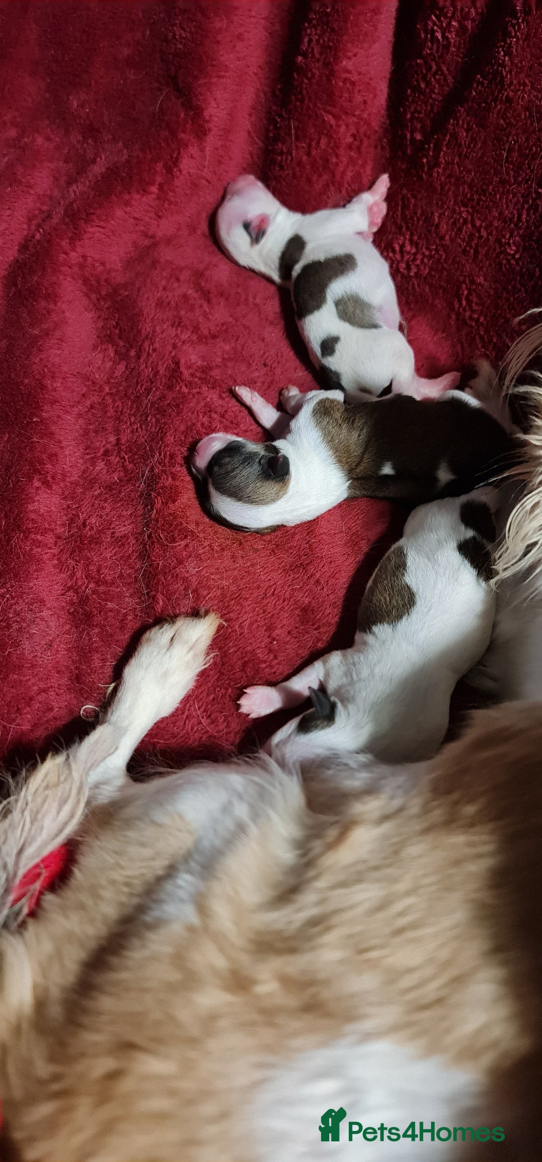 Chihuahua dogs for sale: Chihuahua for sale  - Advert 28