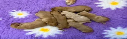 Labrador Retriever dogs for sale: 2 beautiful kc labrador boys  - Advert 23