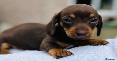 Dachshund dogs - Advert 5