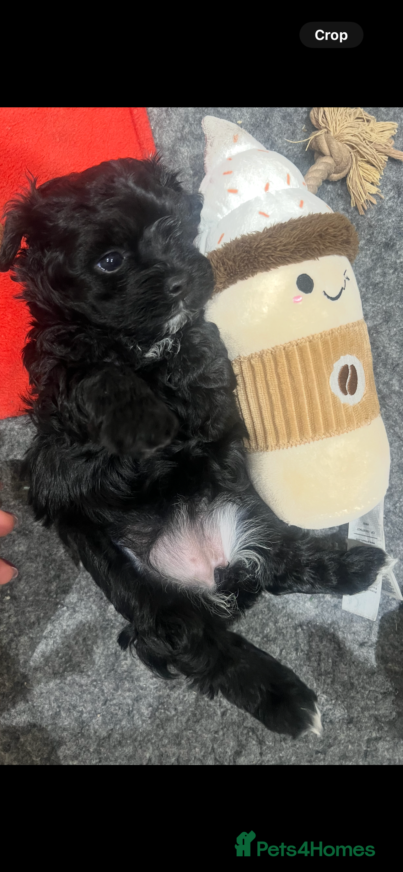 Maltipoo dogs F1 Black Female Maltipoo*READY TO LEAVE 18th DEC* - Advert 3