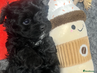 Maltipoo dogs F1 Black Female Maltipoo*READY TO LEAVE 18th DEC* - Advert 1